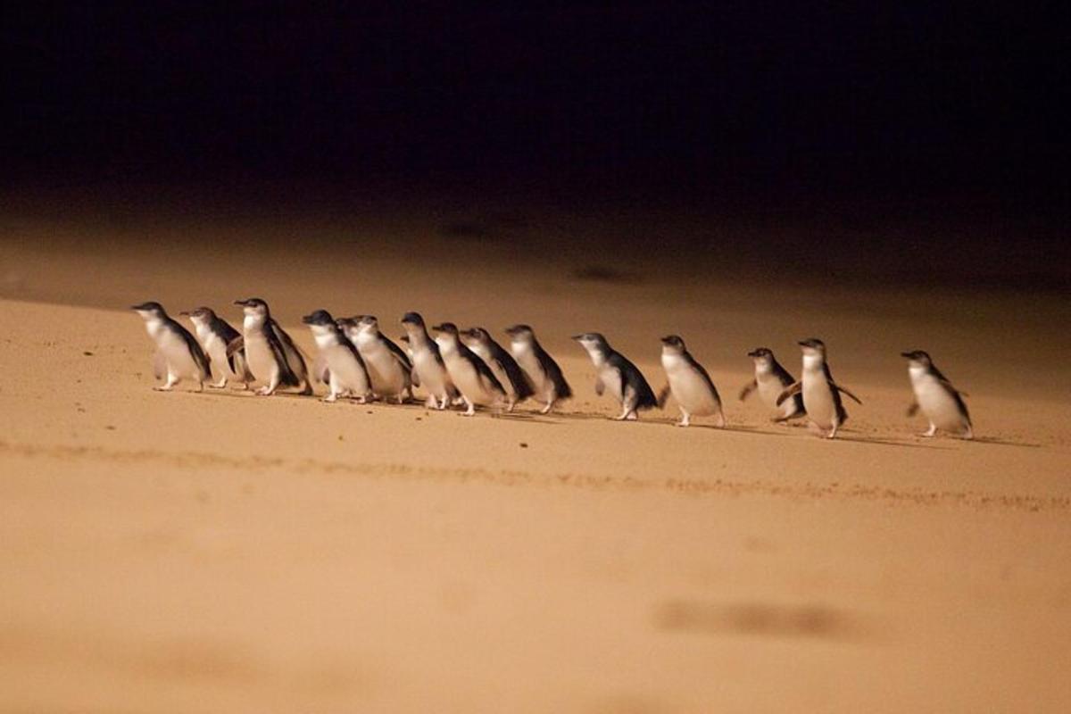Un grupo de pájaros parados en la arena