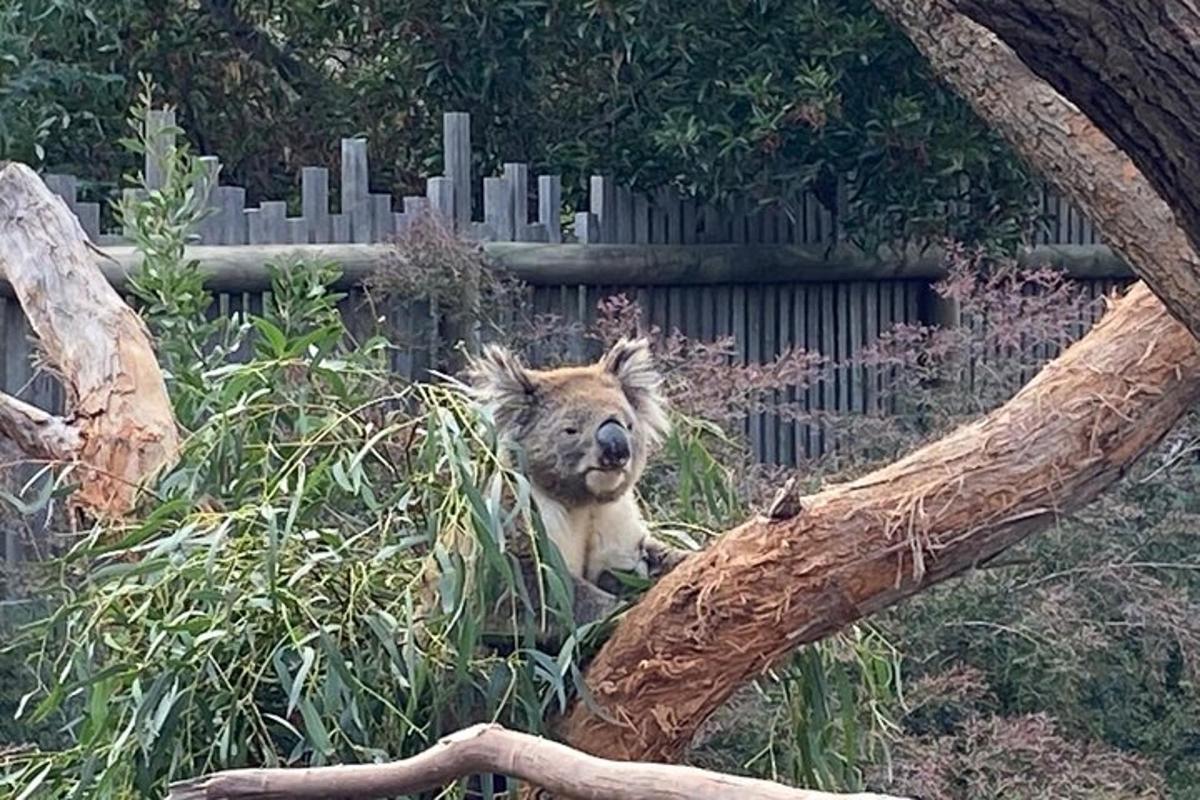 Koala sedí na stromě