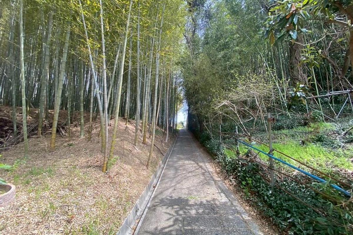 o cărare în mijlocul unei păduri cu copaci