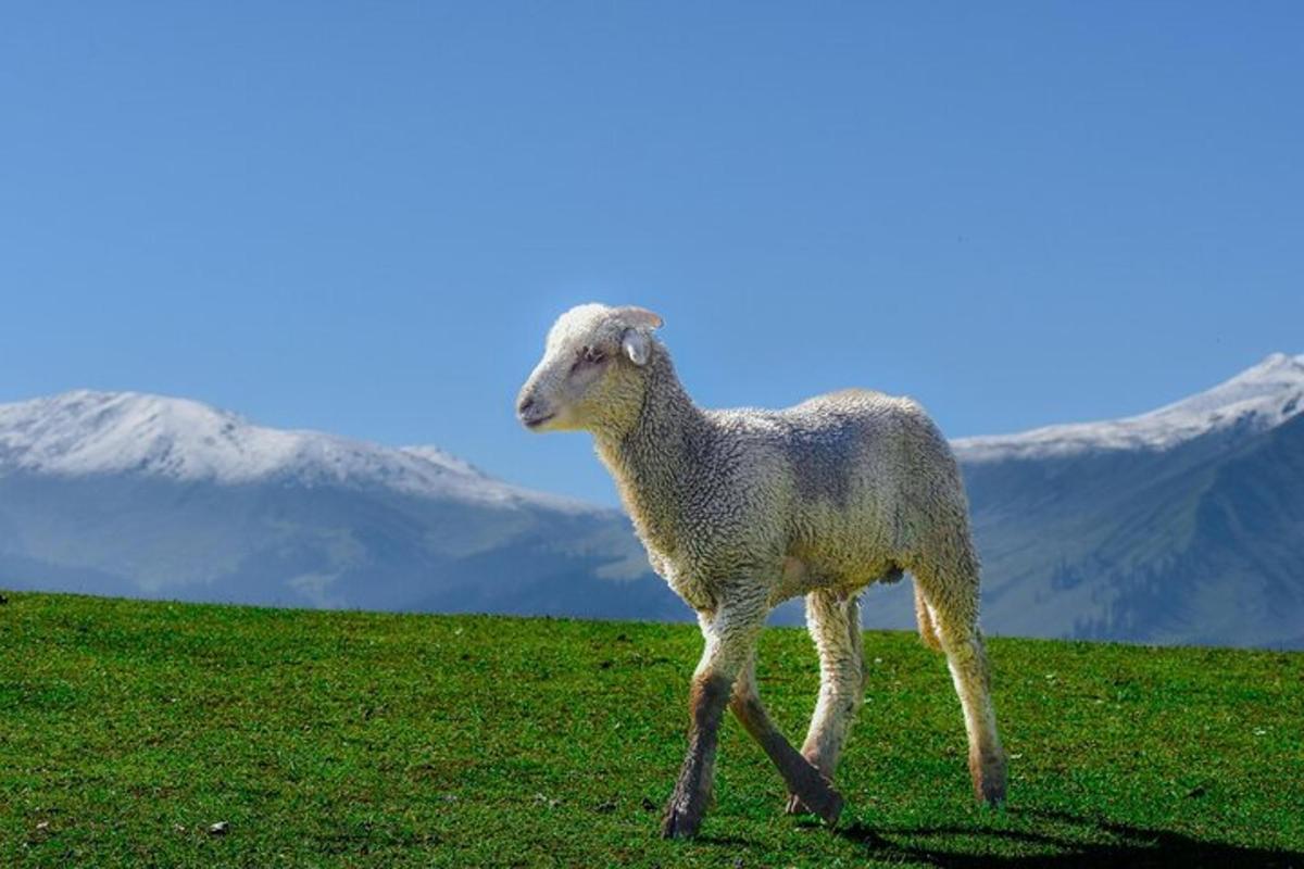 a sheep walking on a field with mountains in the background