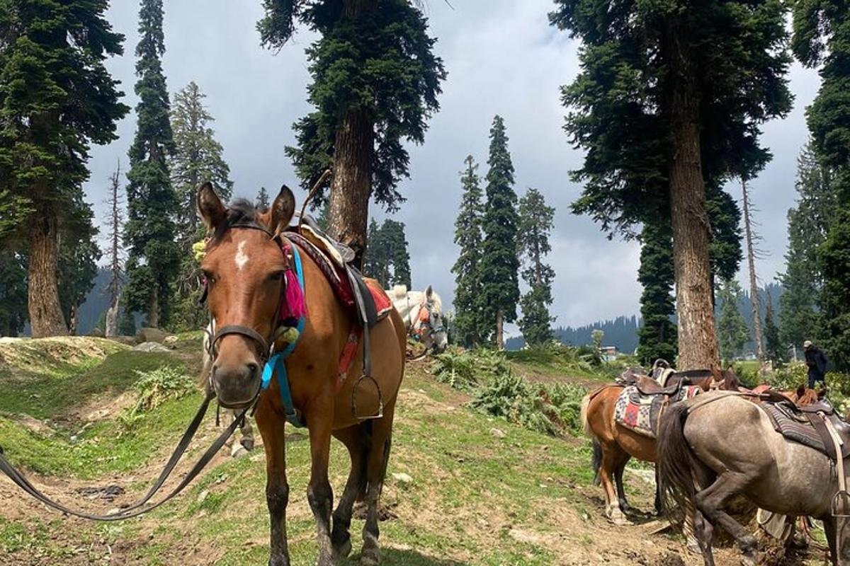 two horses are standing in a field with trees