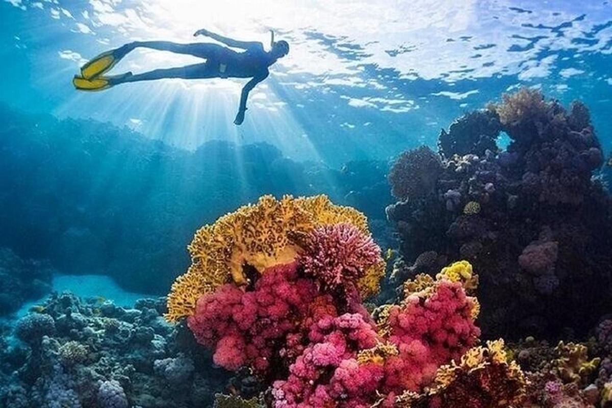 a person is swimming over a coral reef