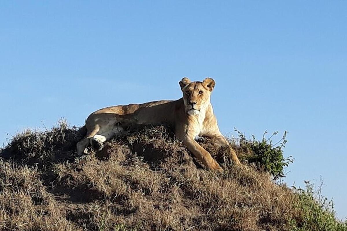 un leone sdraiato in cima a una collina