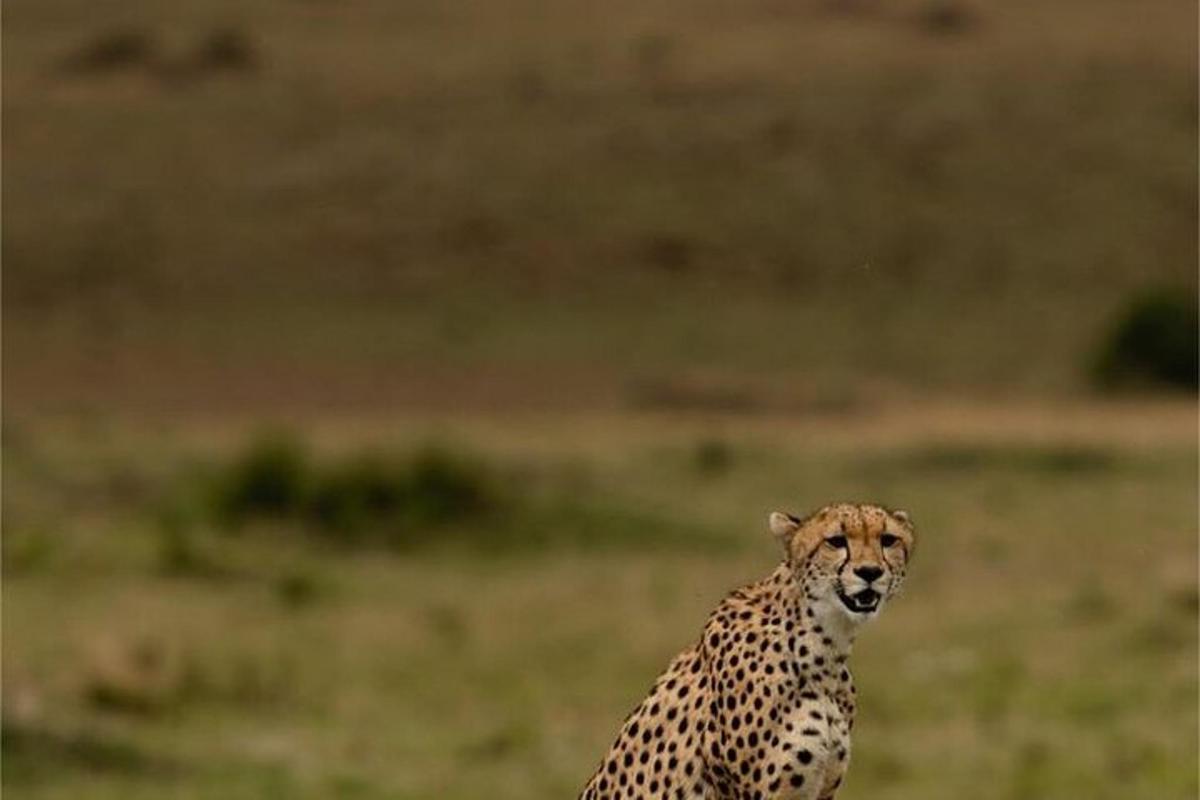 un guepard dempeus al mig d'un camp