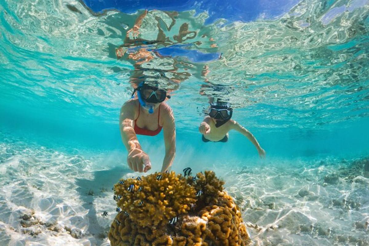 dua orang berenang di dalam air dengan terumbu karang