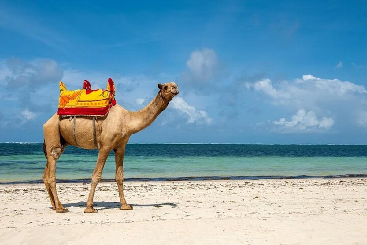 kaamel seisab ookeani lähedal rannas