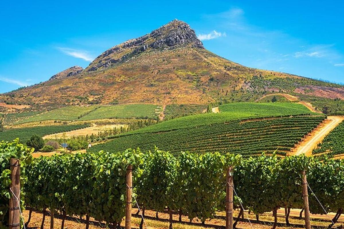 vinograd s planinom u pozadini
