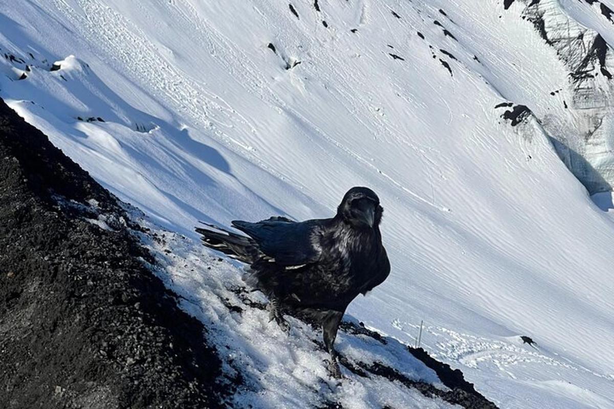 a bird standing on top of a snow covered mountain