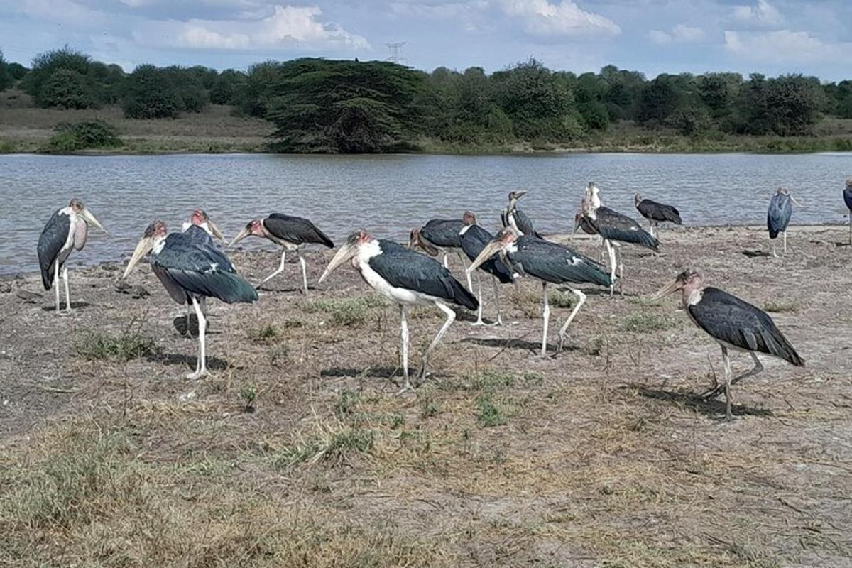 ein Vogelschwarm, der in der Nähe eines Gewässers steht