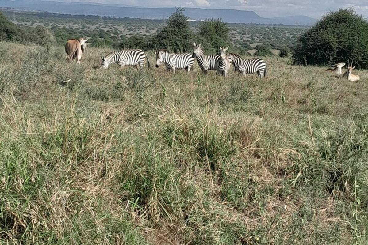 eine Herde Zebras und anderer Tiere auf einem Feld