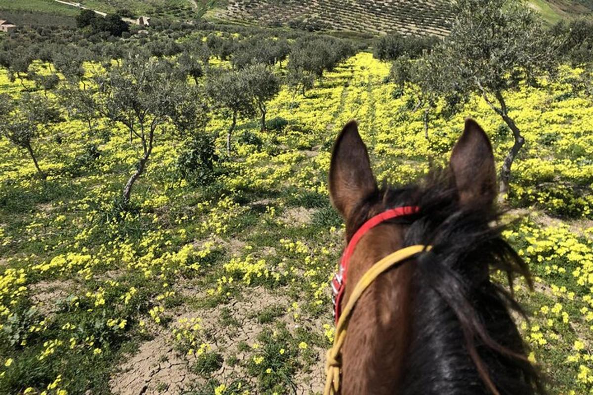 un cavallo sta guardando un campo di fiori