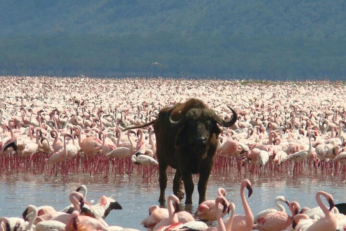 eine große Herde rosa Flamingos steht im Wasser
