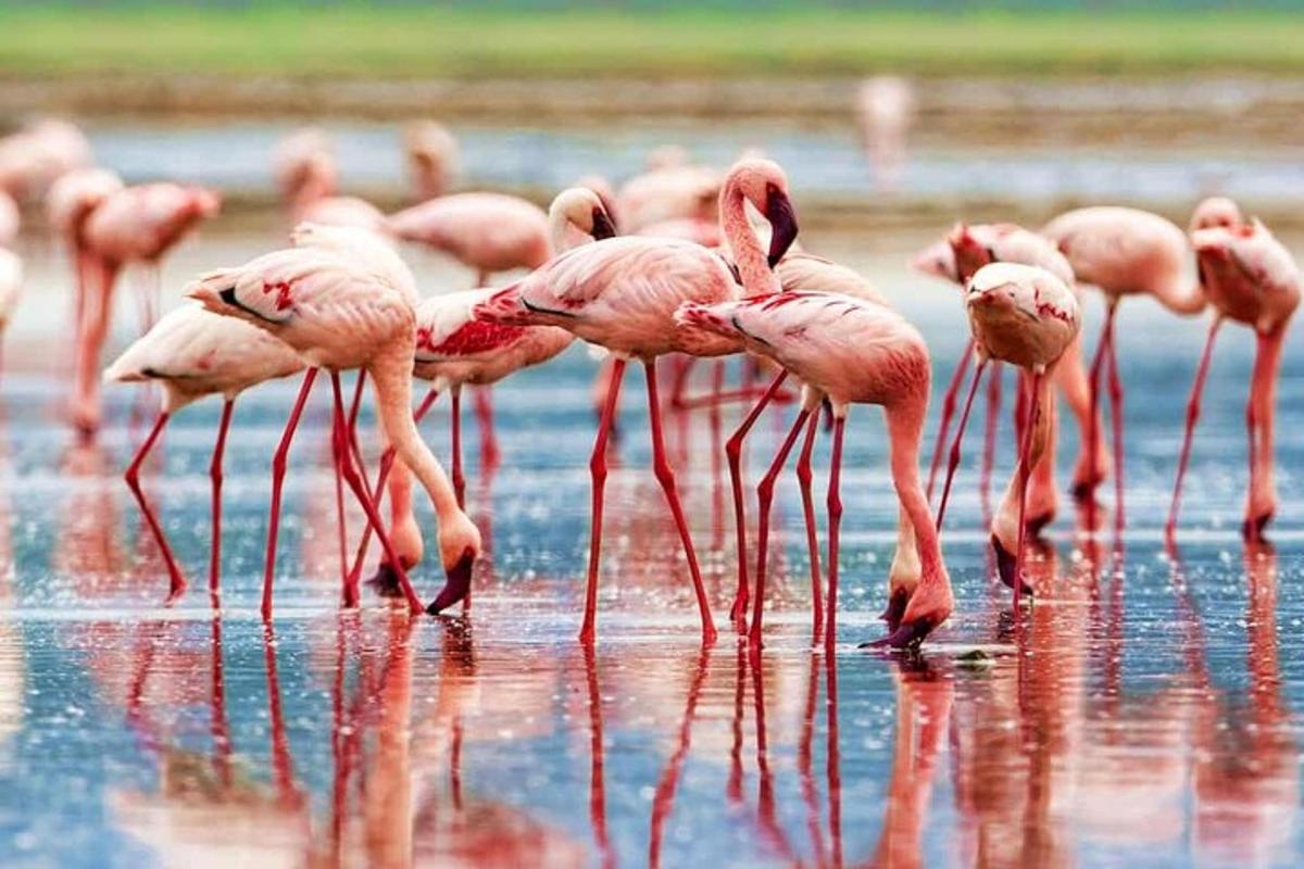 Una bandada de flamencos rosados de pie en el agua