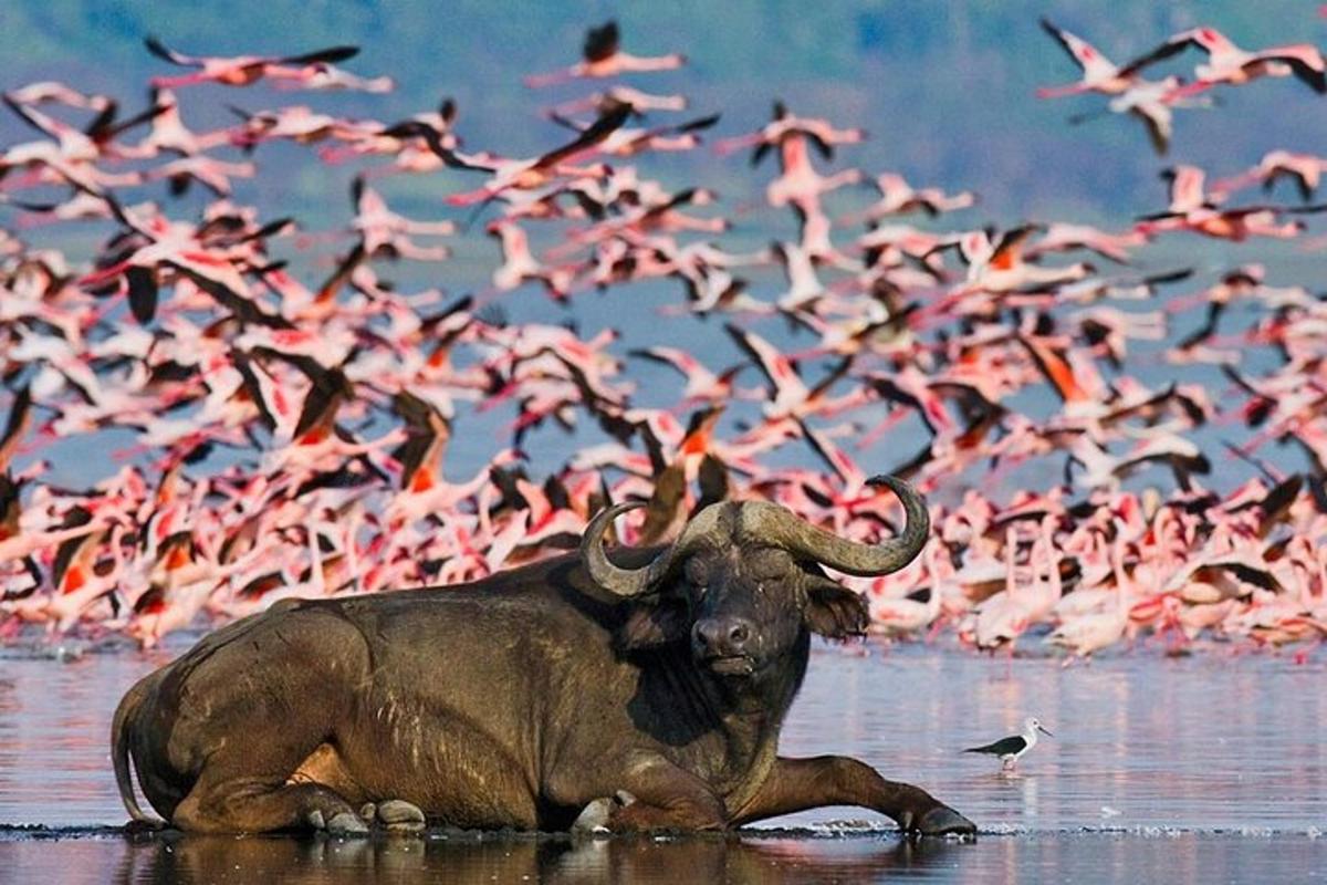 Ein Elefant liegt mit einem Vogelschwarm im Wasser