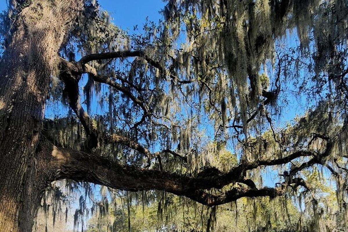 a large oak tree covered in dripping moss