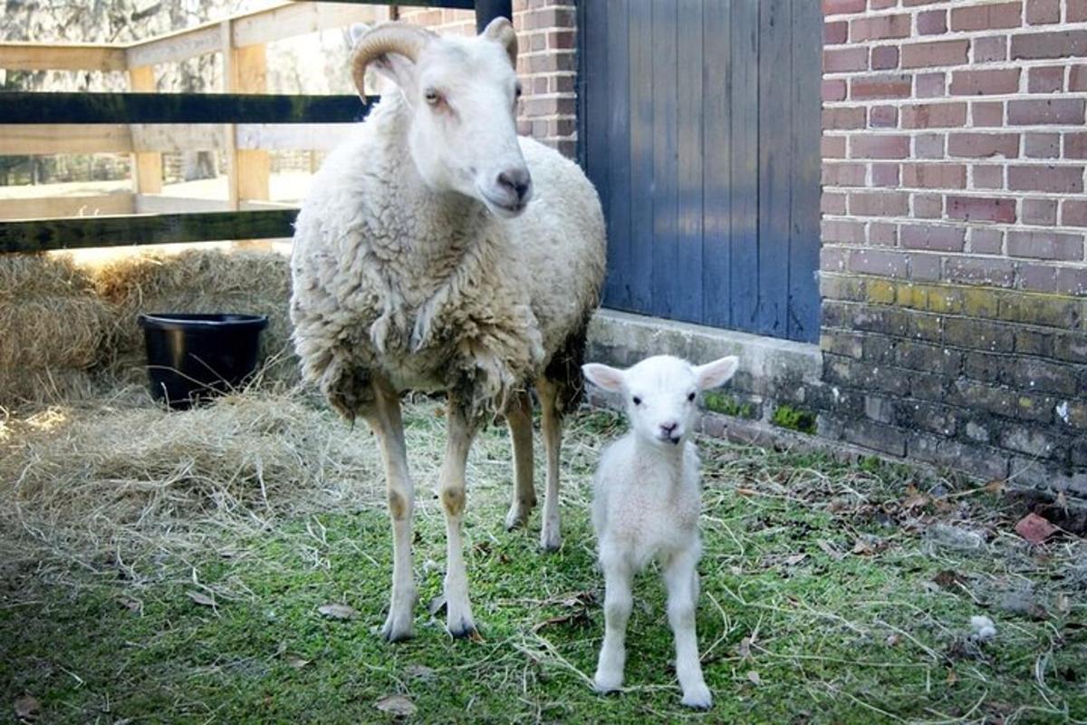 a sheep and a baby lamb standing in the grass