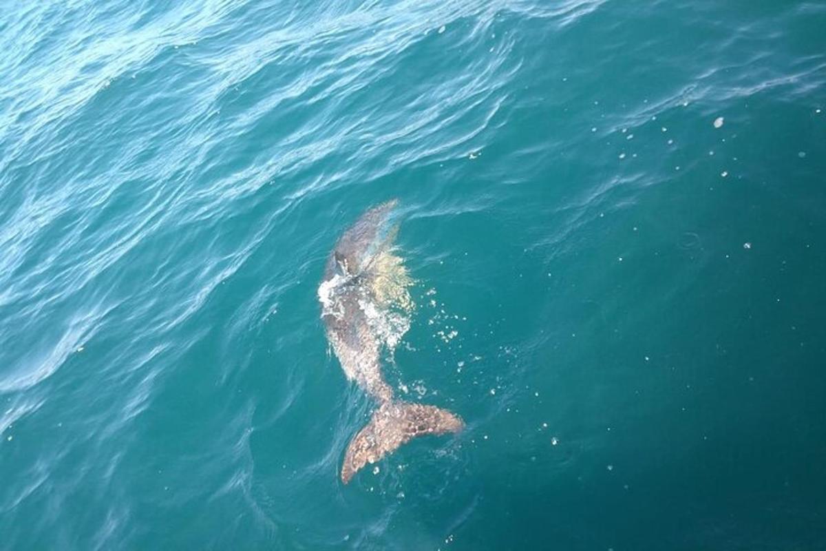 在水中游泳的海洋动物