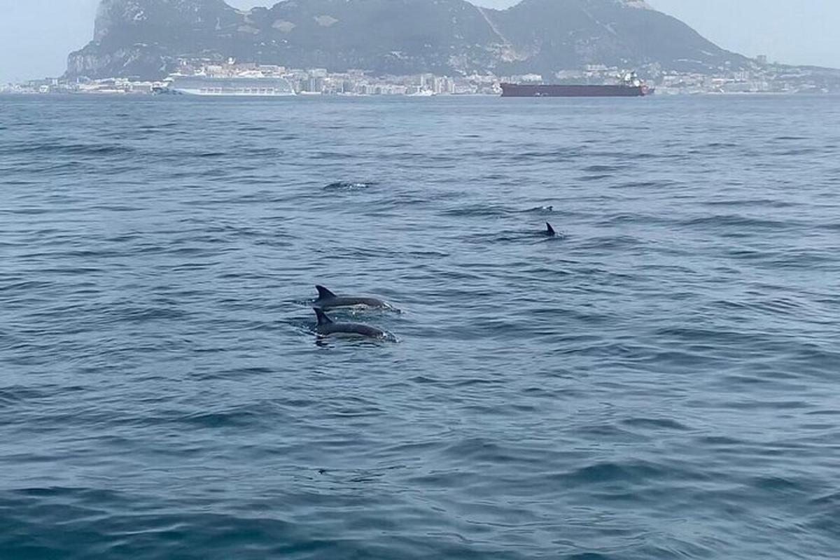 一群海豚在水中游泳