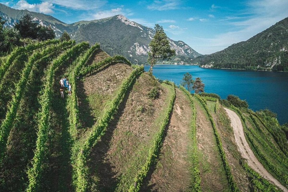 một cánh đồng hoa màu trên một ngọn đồi bên cạnh một hồ nước