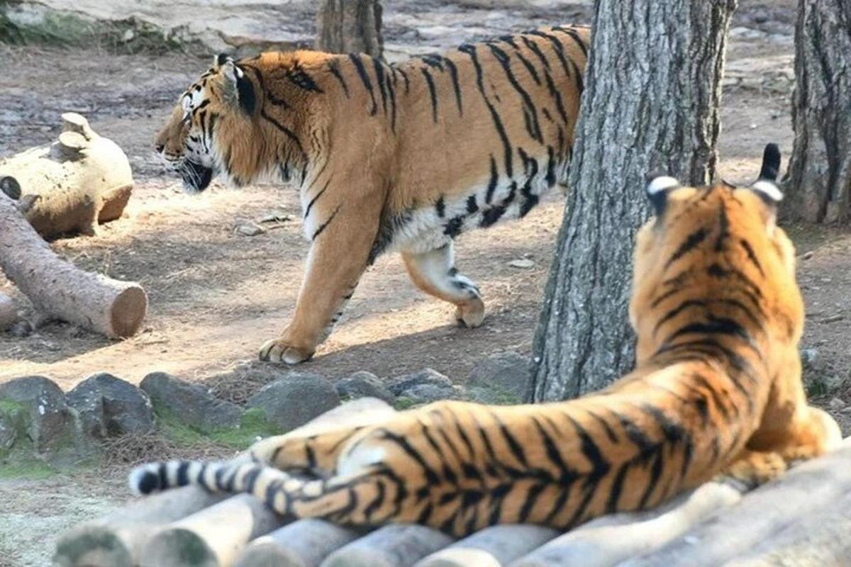 two tigers walking next to a tree with another tiger laying down