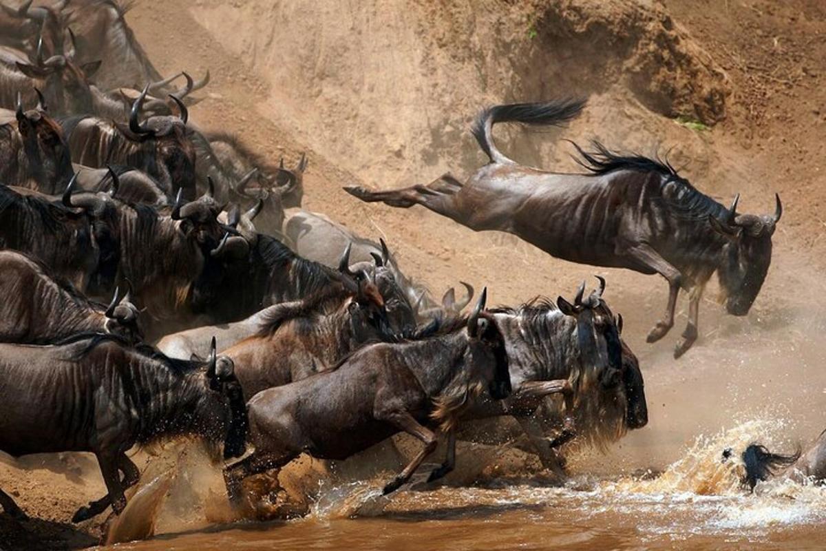 eine Herde wilder Tiere, die im Wasser laufen