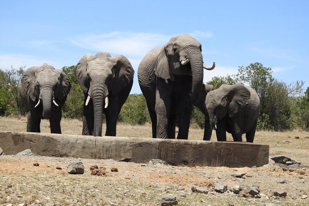 un grup d'elefants dempeus en un camp