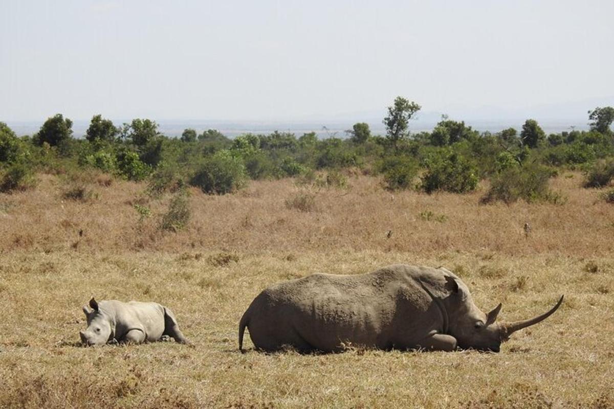 ein Elefant und ein Nashorn liegen auf einem Feld