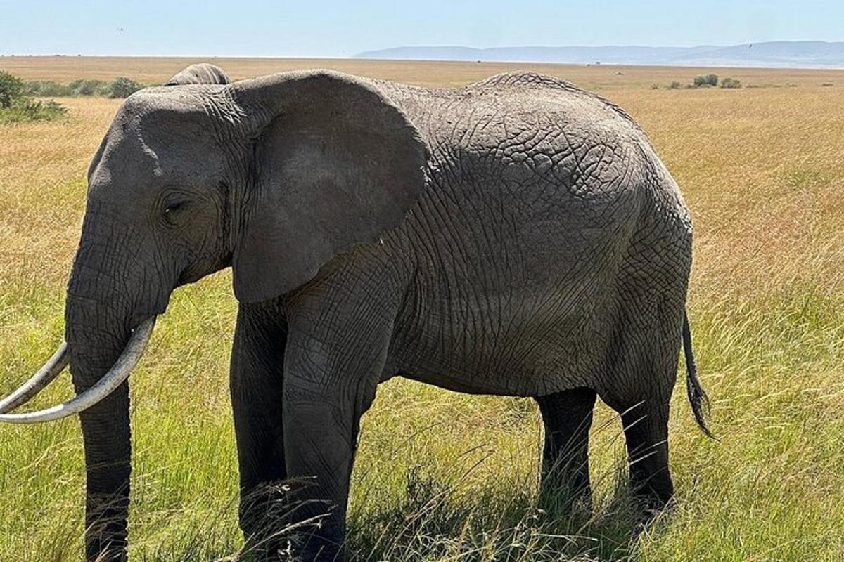 an elephant standing in a field of tall grass
