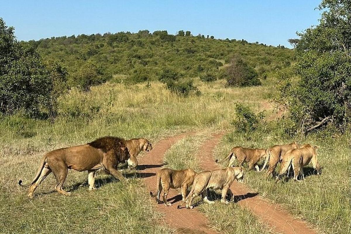 a herd of animals crossing a dirt road
