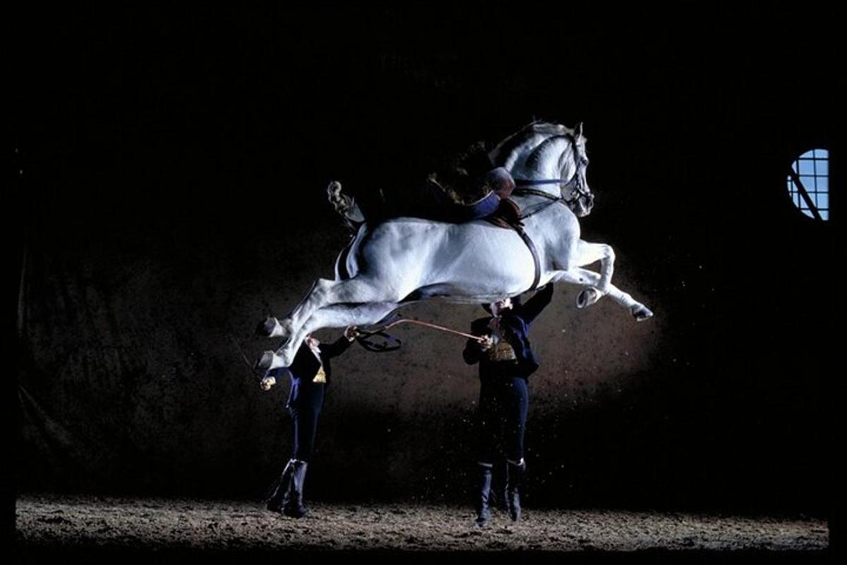 a person holding a horse on its hind legs