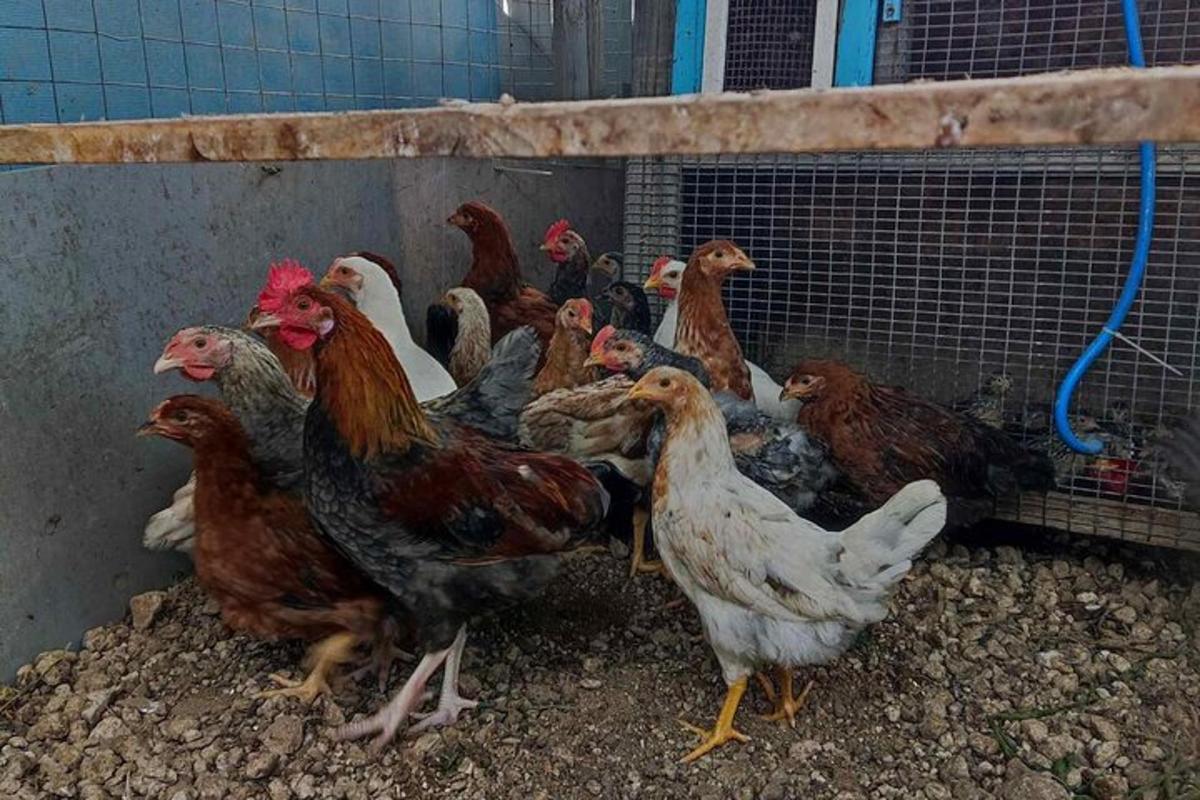 группа кур, стоящих в клетке