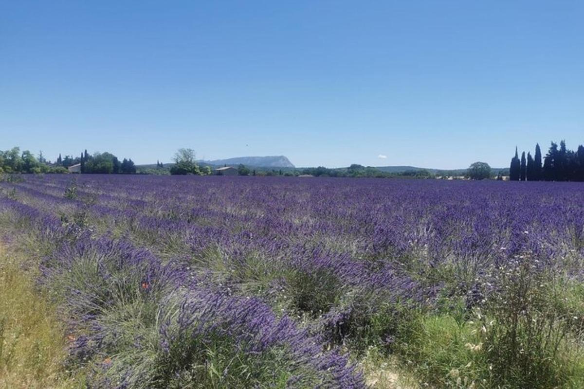 Un campo de flores moradas en un campo