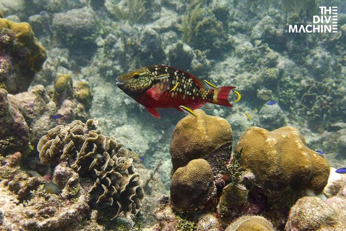 un pez nadando en el agua cerca del arrecife