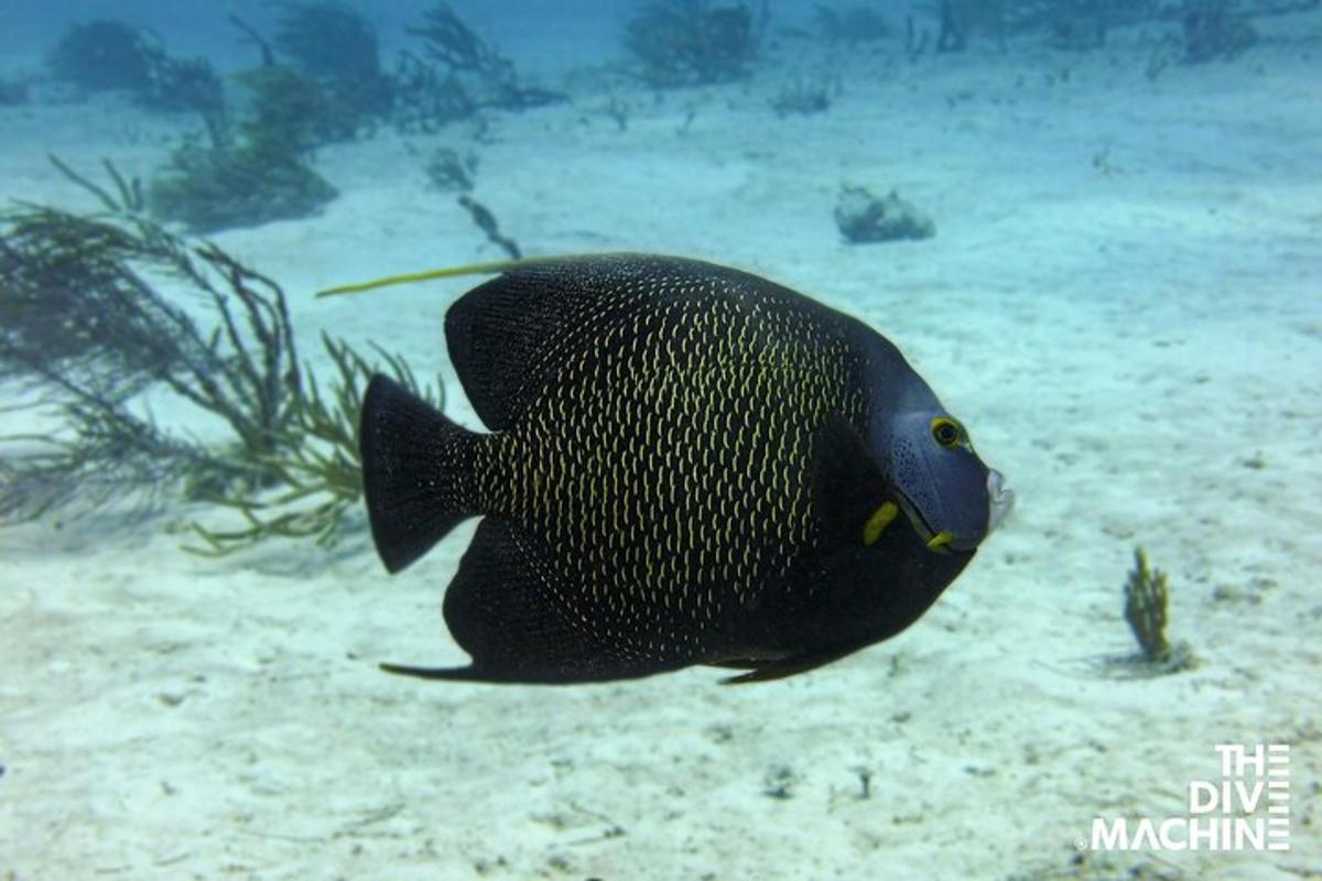 Un pez negro está nadando en el agua