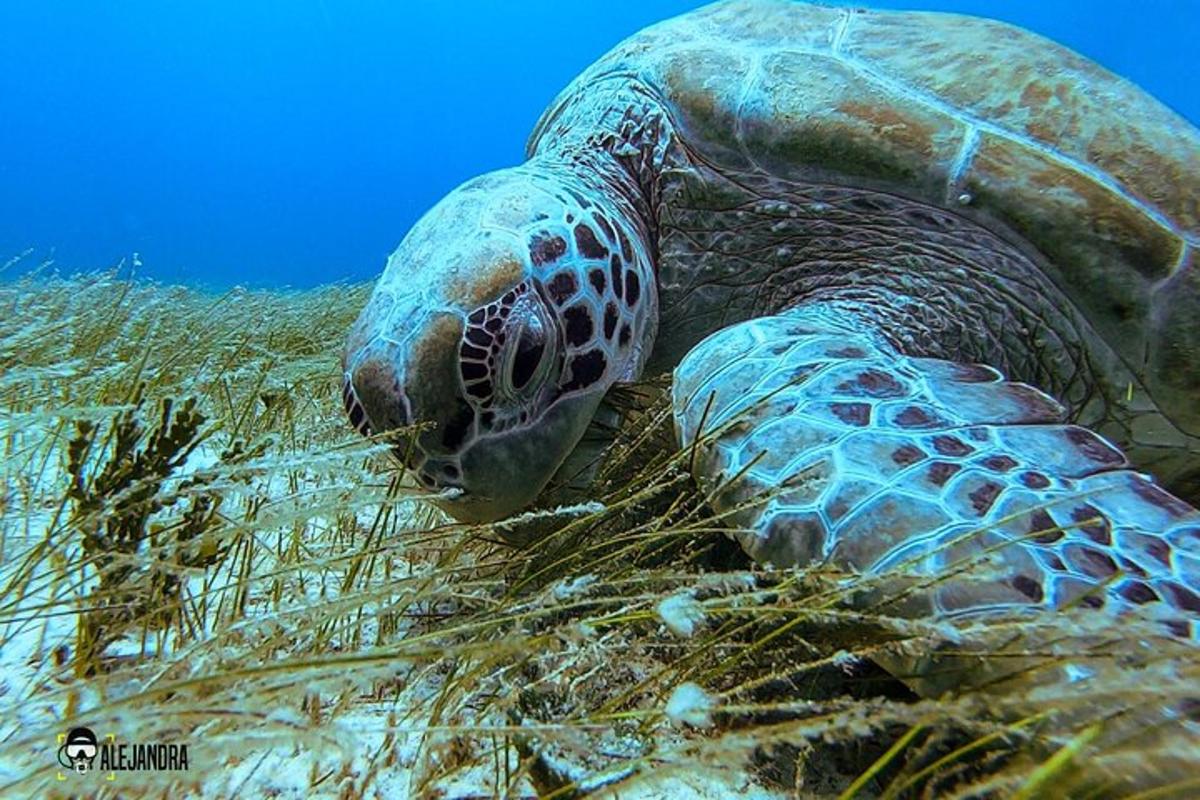una tortuga marina verde nadando en el agua