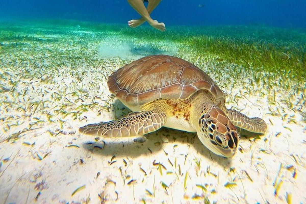 una tartaruga verde che nuota nell'oceano con i pesci