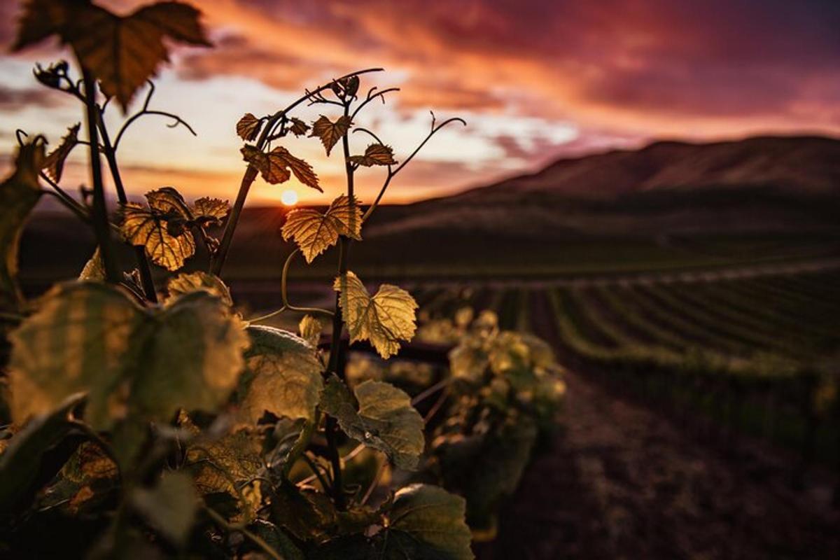 planta á akri með sólsetri í bakgrunni