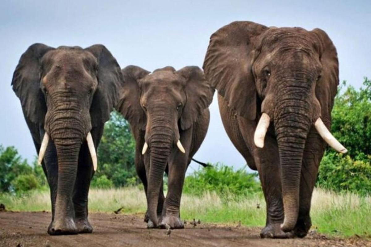 un gruppo di tre elefanti che camminano lungo una strada sterrata