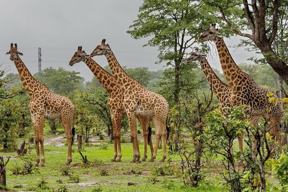 un gruppo di giraffe in piedi in un campo