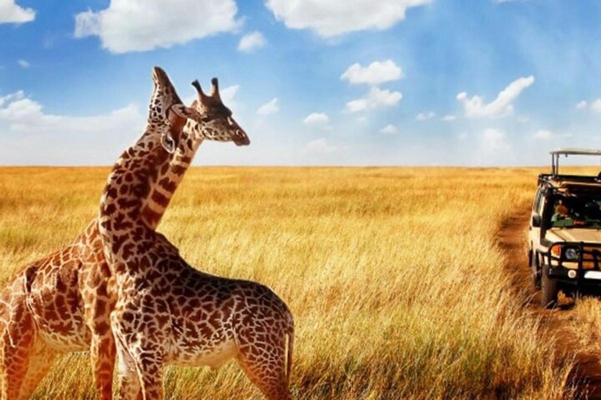 due giraffe in piedi accanto a un veicolo in un campo