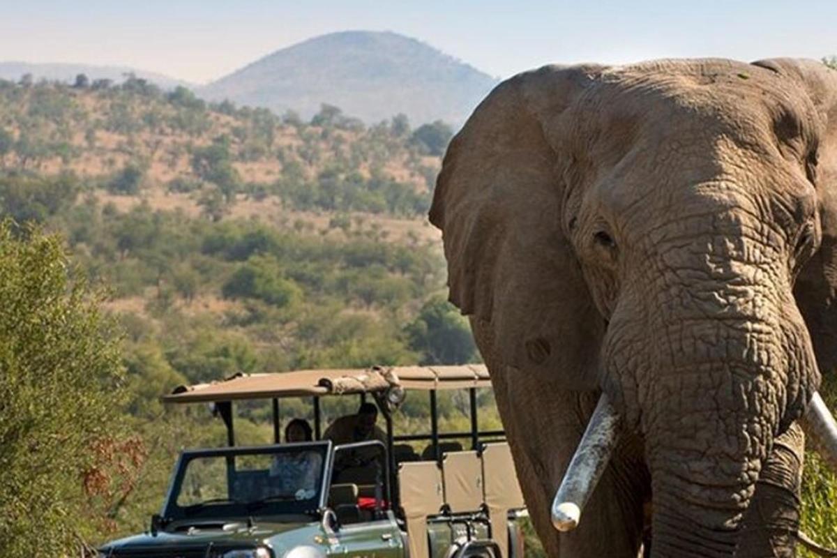 un elefante in piedi accanto a un veicolo con persone a bordo