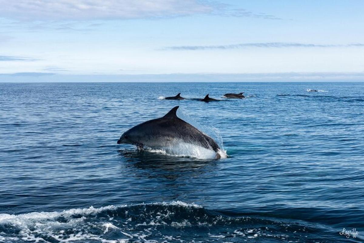 a group of dolphins swimming in the ocean