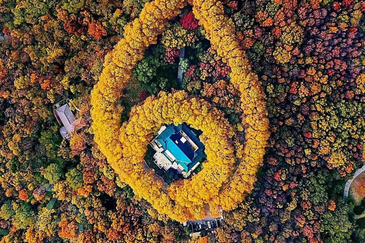 an overhead view of a car parked in a forest