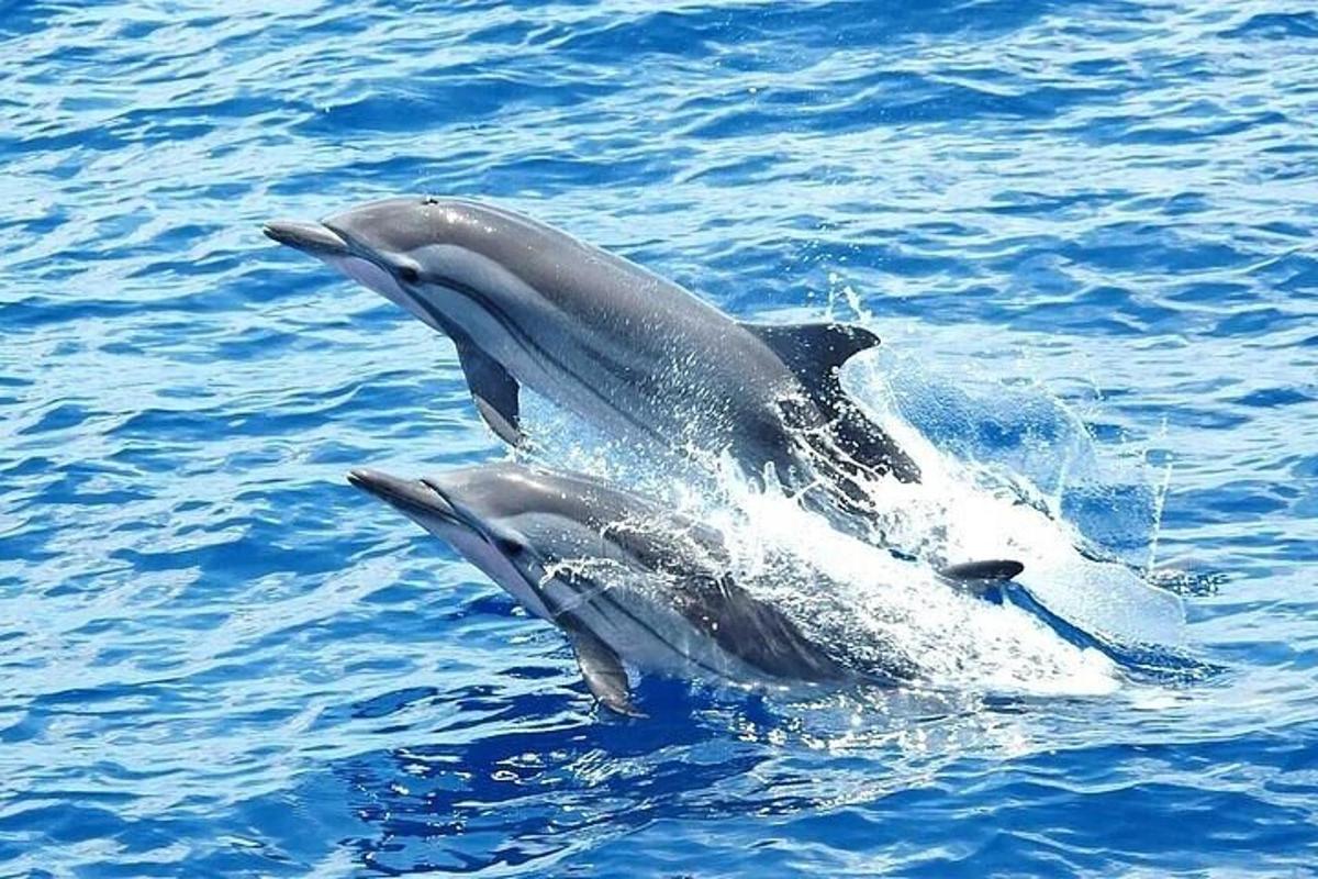 una pareja de delfines nadando en el agua