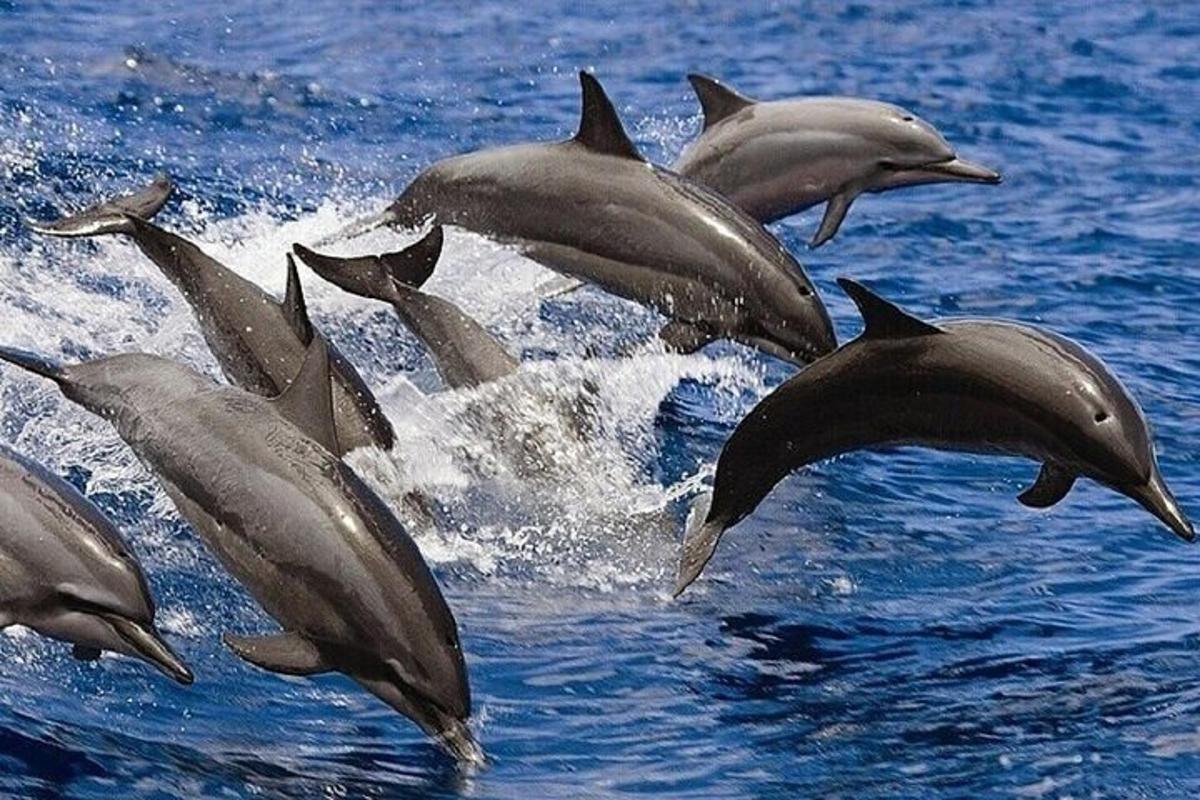 un grupo de delfines saltando en el agua