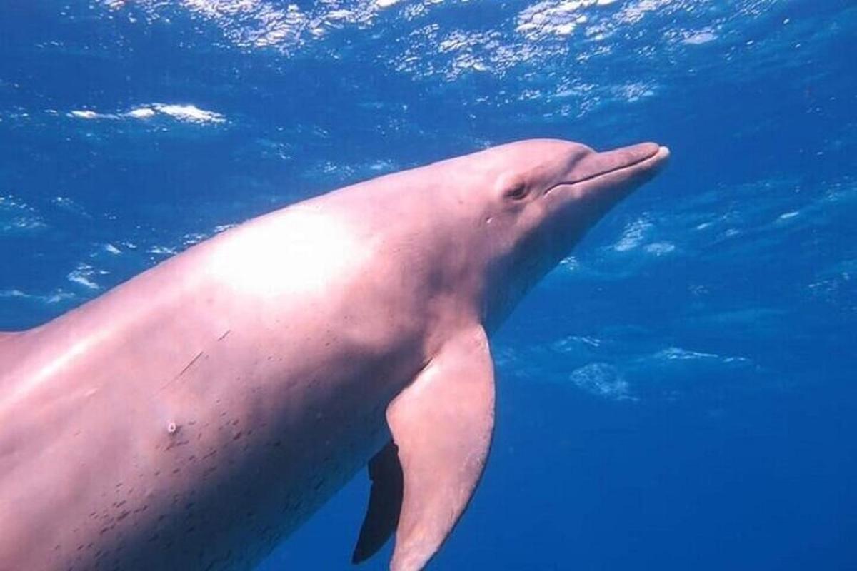 un delfín blanco nadando en el agua