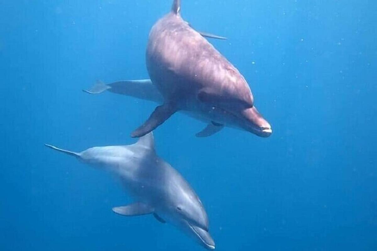 una pareja de delfines nadando en el agua