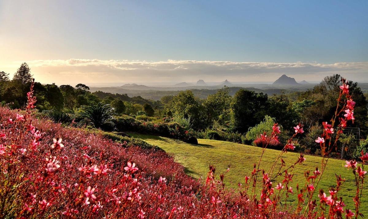 a field of flowers with mountains in the background