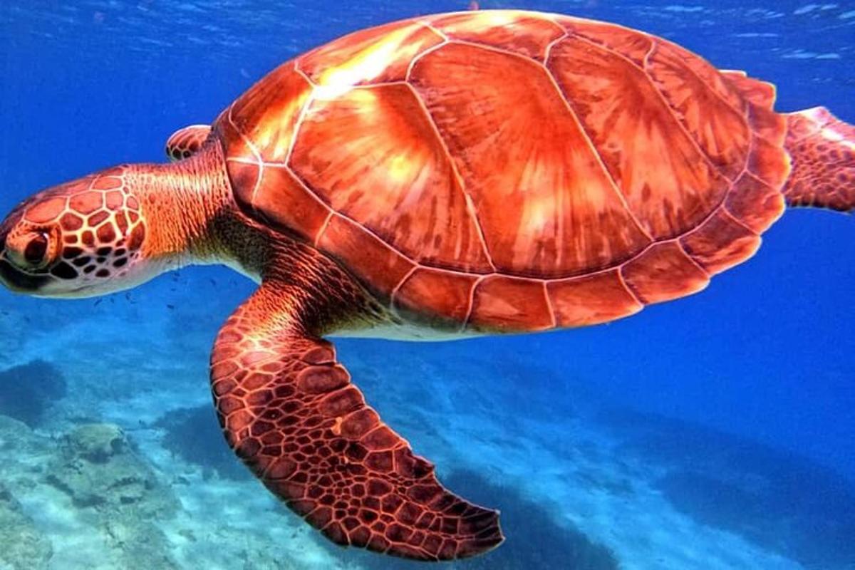 eine grüne Meeresschildkröte, die im Wasser schwimmt