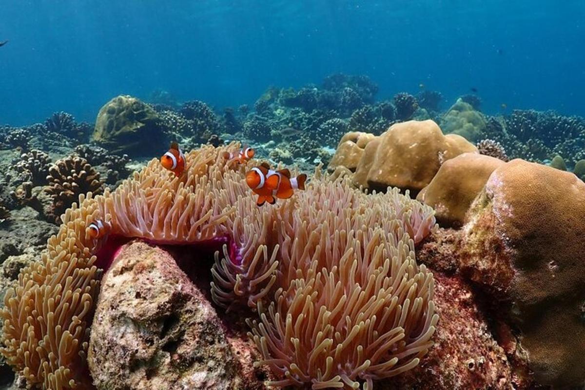 twee vissen op een koraalrif in de oceaan